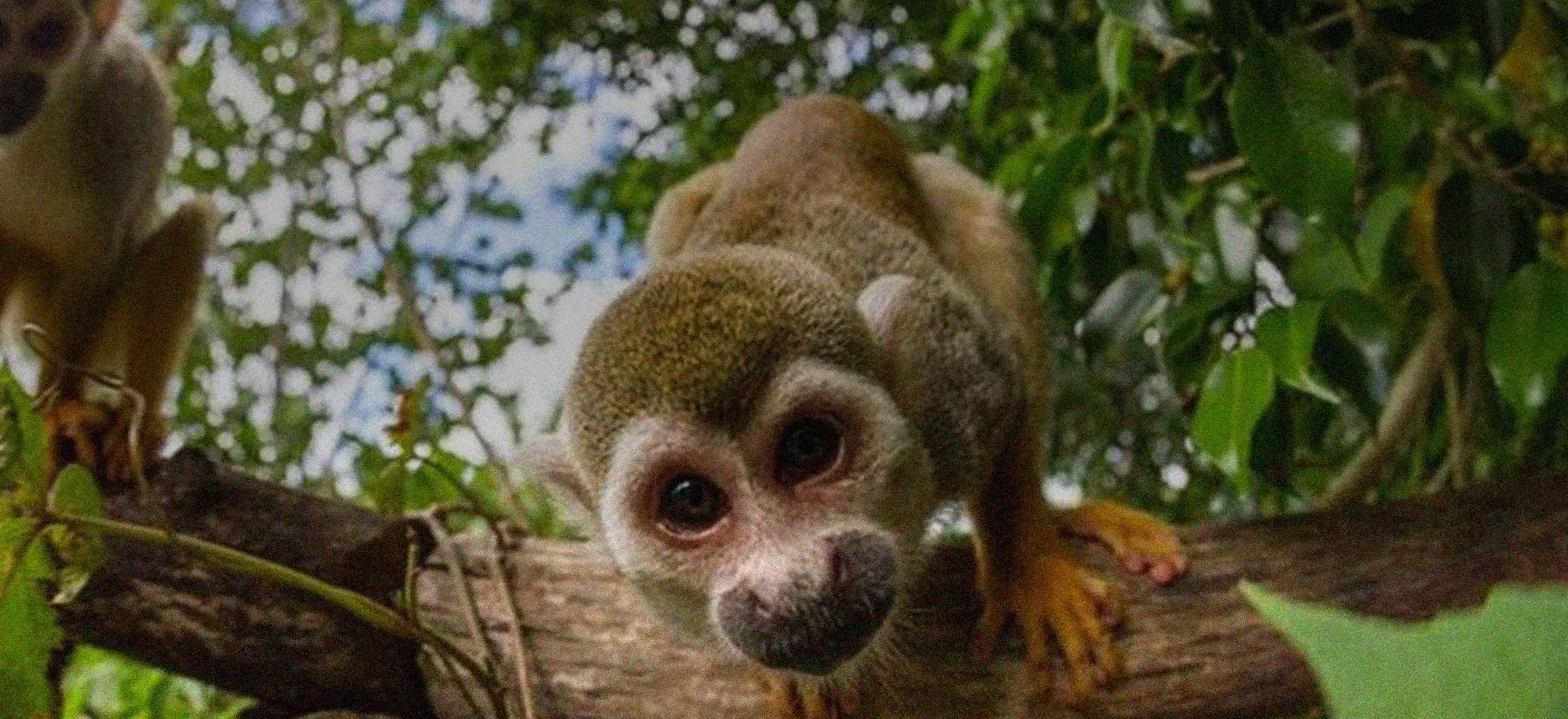 Monkeyland